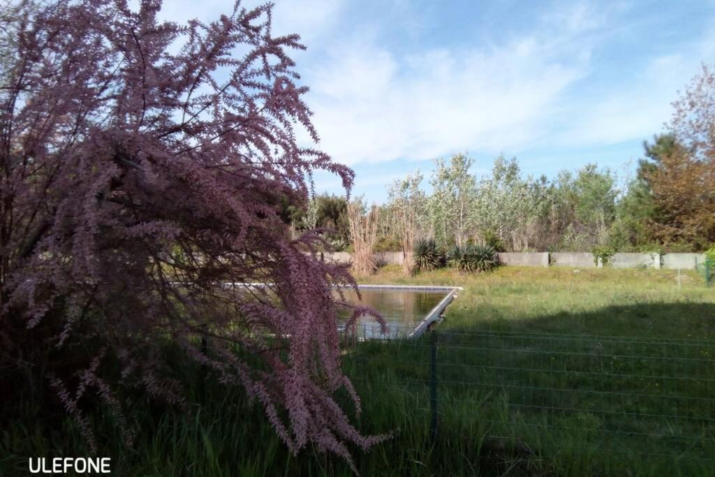 In parco naturale, con accesso diretto alla spiaggia Pisa Esterno foto